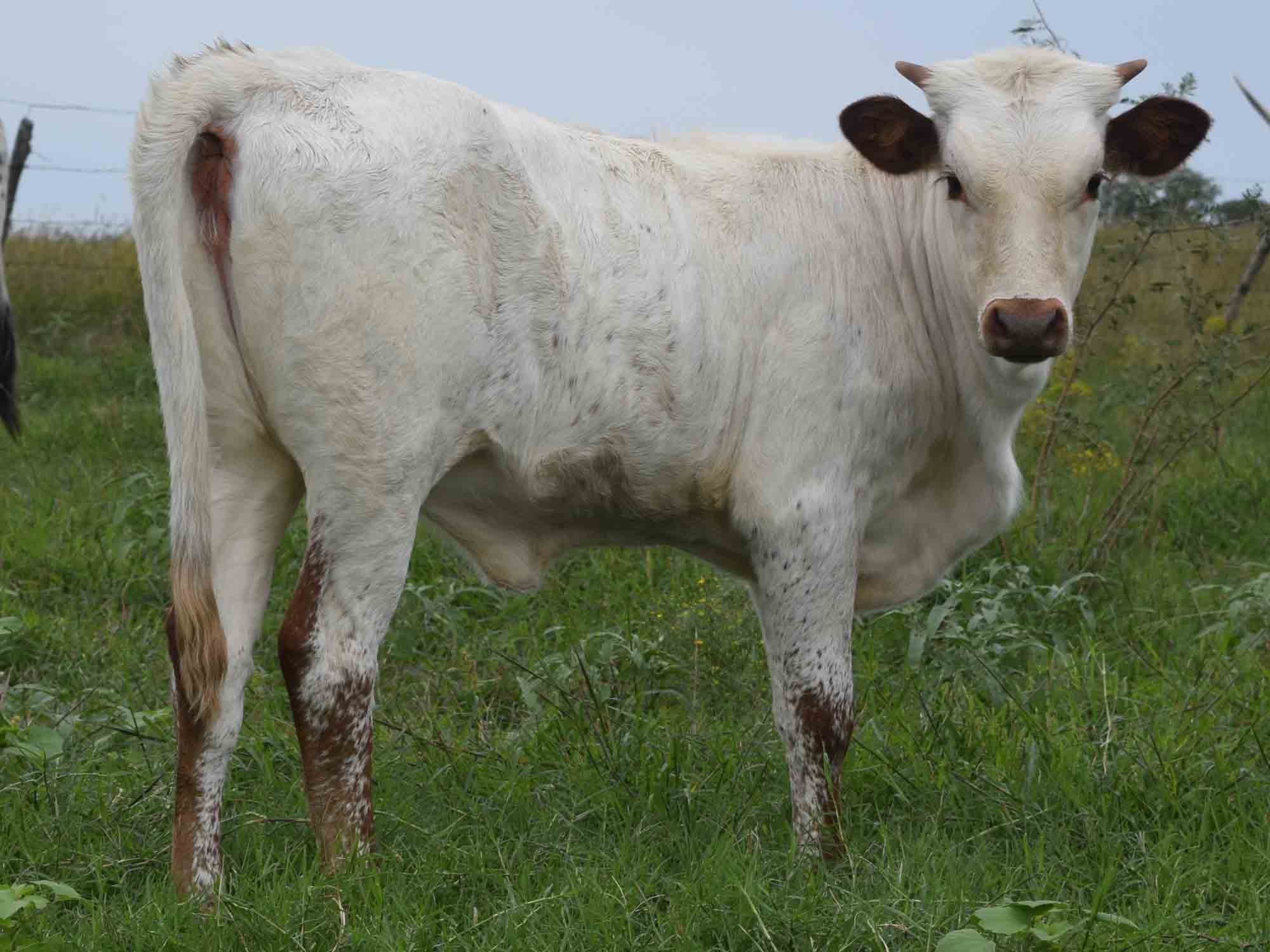 fae wide calf